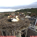 07_30-nest.jpg