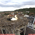 07_40-nest.jpg