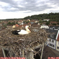 07_45-nest.jpg