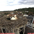 07_50-nest.jpg