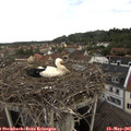 07_55-nest.jpg