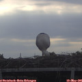 08_00-mast.jpg