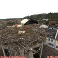 08_00-nest.jpg