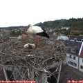 08_05-nest.jpg