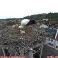 08_10-nest.jpg