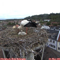 08_15-nest.jpg