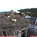 08_20-nest.jpg