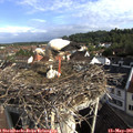 08_25-nest.jpg