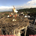 08_30-nest.jpg