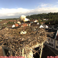 08_35-nest.jpg