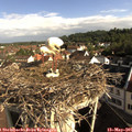08_40-nest.jpg