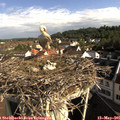 08_45-nest.jpg