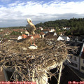 08_50-nest.jpg