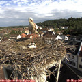 08_55-nest.jpg