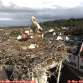 09_05-nest.jpg