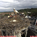 09_10-nest.jpg
