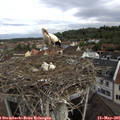 09_20-nest.jpg