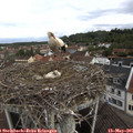 09_25-nest.jpg