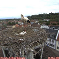 09_30-nest.jpg