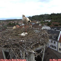 09_35-nest.jpg