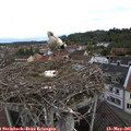 09_40-nest.jpg