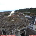09_45-nest.jpg
