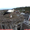 09_50-nest.jpg