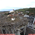 09_55-nest.jpg