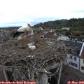 10_00-nest.jpg