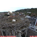 10_05-nest.jpg