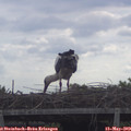 10_15-mast.jpg