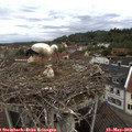 10_15-nest.jpg