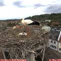 10_25-nest.jpg