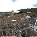 10_30-nest.jpg