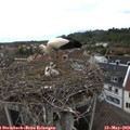 10_40-nest.jpg