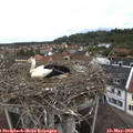 10_45-nest.jpg
