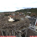 10_50-nest.jpg