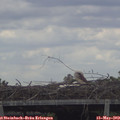 10_55-mast.jpg