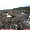 10_55-nest.jpg