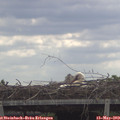 11_00-mast.jpg
