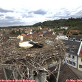 11_00-nest.jpg