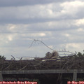 11_05-mast.jpg