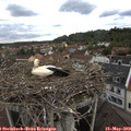 11_05-nest.jpg