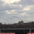 11_10-mast.jpg