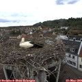 11_10-nest.jpg