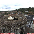 11_15-nest.jpg