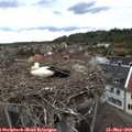 11_20-nest.jpg