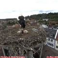 11_25-nest.jpg