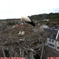 11_30-nest.jpg