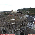 11_35-nest.jpg